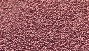 835865009604_1-alfalfa-forage-mix-seed-coated_5